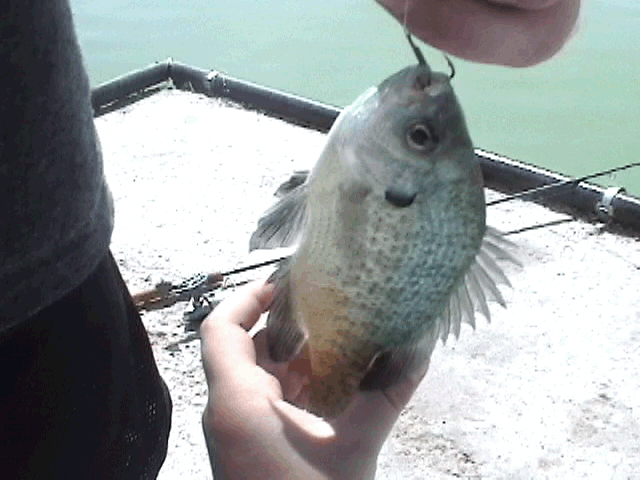 crappie